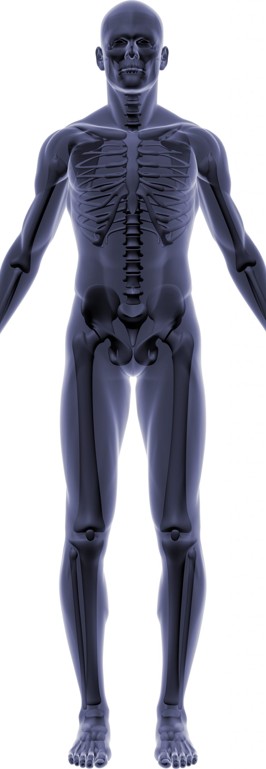 Male Transparent Body and Skeleton Diagram
