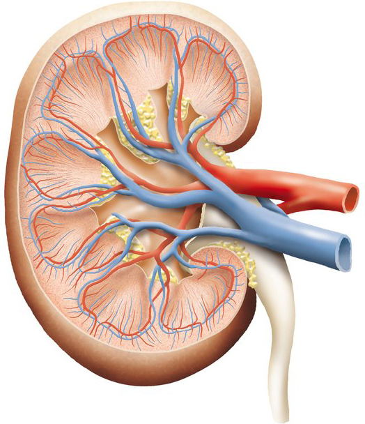 Diagram of Kidney