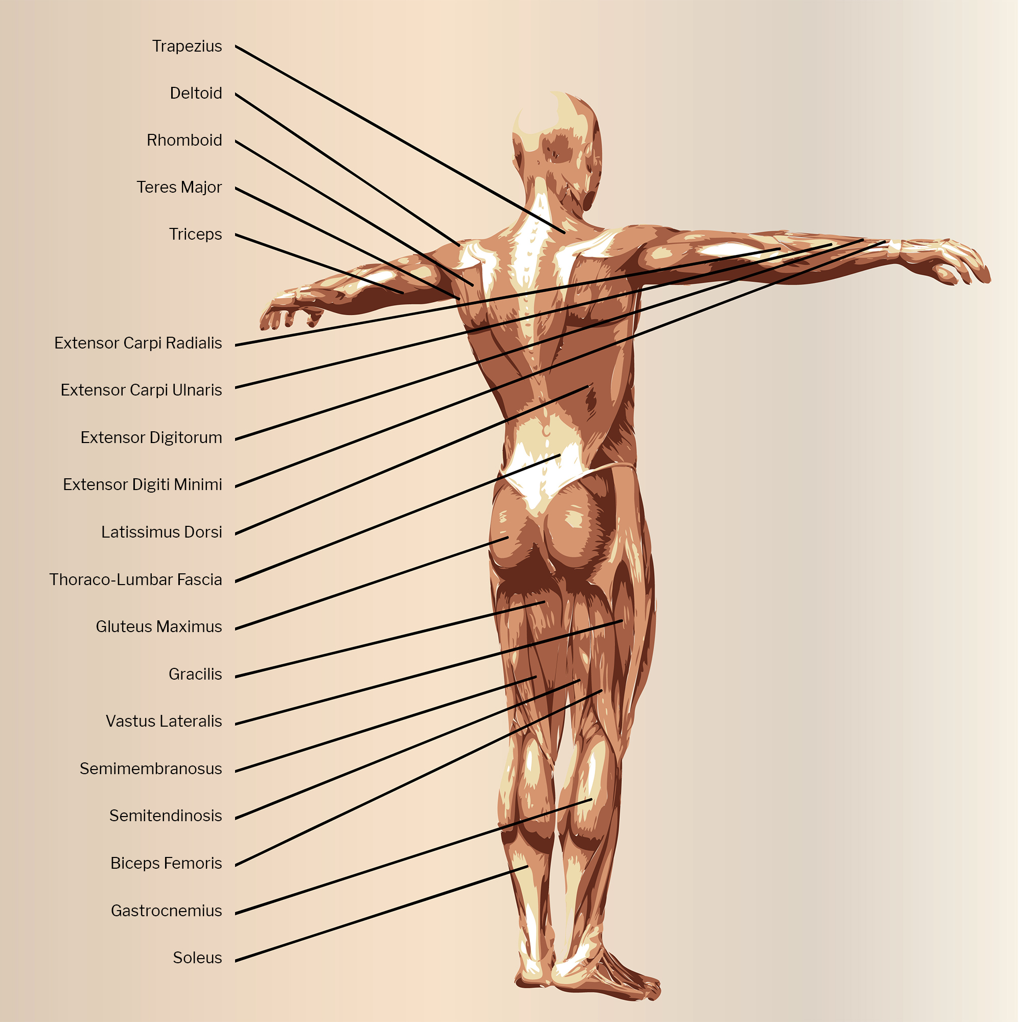 Musculoskeletal Male Rear View with Captions