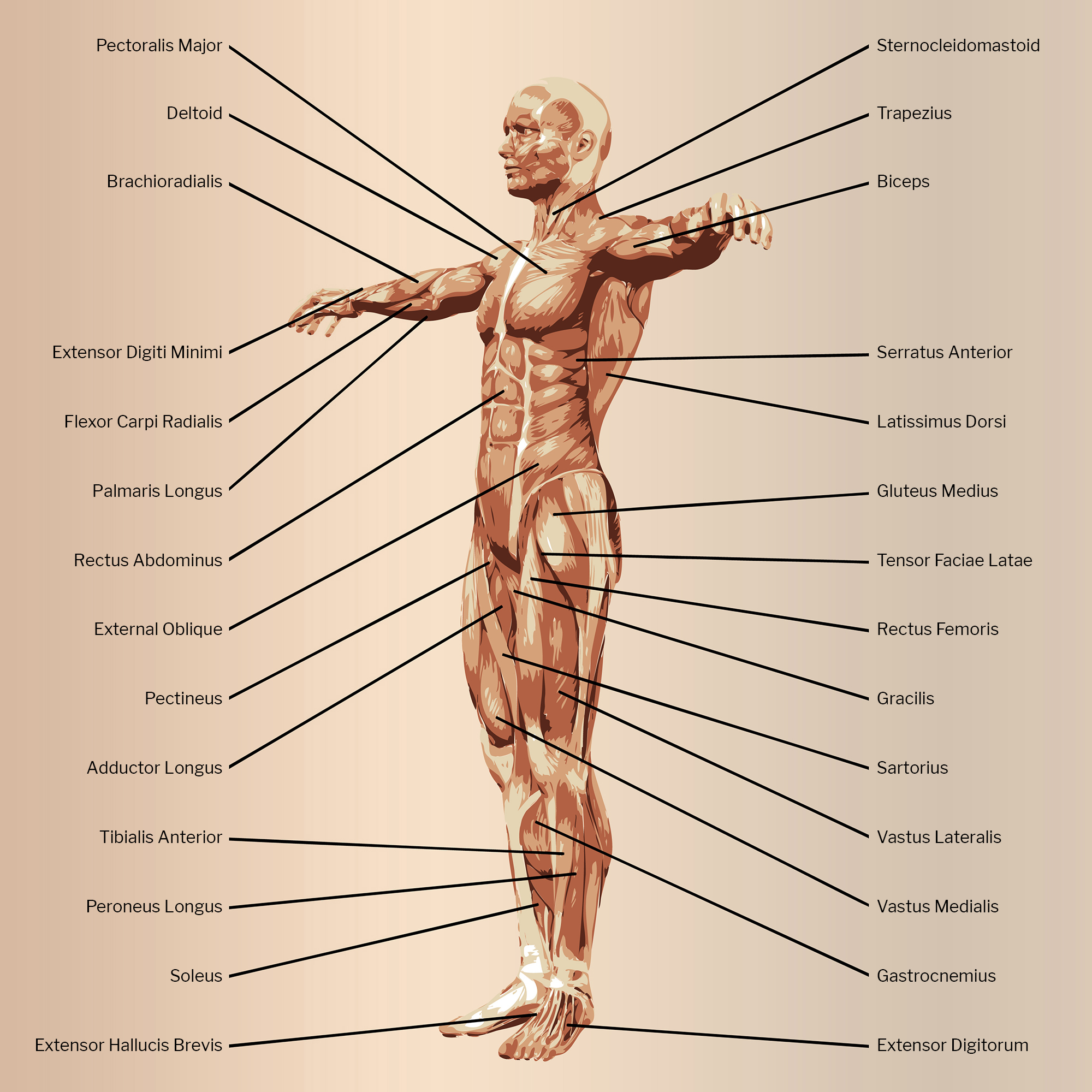 Musculoskeletal Male Front View with Captions