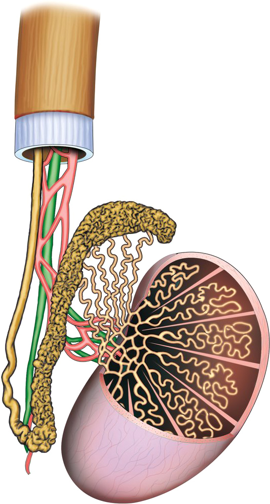 Testes Diagram